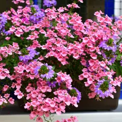 Fiori da balcone pieno sole a cascata, un tripudio di rosa e viola che scende rigoglioso, perfetto per rallegrare ogni angolo.
