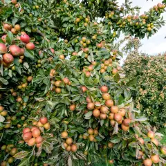 Alberi da frutto carichi di mele, alcuni rami mostrano segni di malattie del tronco degli alberi da frutto, con foglie ingiallite e frutti danneggiati.
