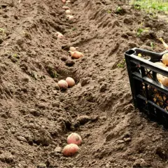Filari di patate pronte per essere interrate. Una cassetta piena di patate attende il suo turno per iniziare il processo di come piantare le patate.