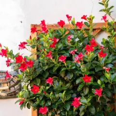 Splendide piante da balcone perenni ricadenti con fiori rossi vivaci su una parete bianca, accanto a un numero civico "3".