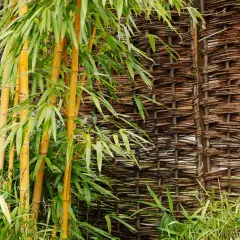 Fusti di bambù dorato e foglie verdi contrastano con una recinzione intrecciata. Un'idea per eliminare il bambù con il sale.
