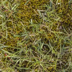 Erba con muschio verde e gocce di rugiada. Impara come togliere il muschio dal prato per un giardino rigoglioso.