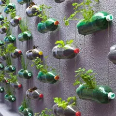 Un muro verde creato con il riciclo di bottiglie di plastica, che ospitano piccole piante e erbe aromatiche.
