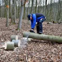 Uomo con motosega dimostra come tagliare un albero caduto nel bosco. Segatura vola mentre taglia un tronco.