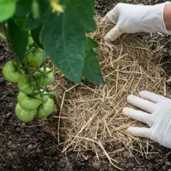 Mani guantate aggiungono paglia attorno a una pianta di pomodoro. La pacciamatura con paglia pro e contro: mantiene l'umidità e controlla le erbacce.