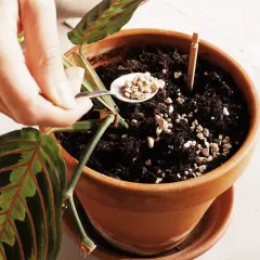 Mano aggiunge perlite al terriccio di una pianta, forse per prevenire i moscerini delle piante.