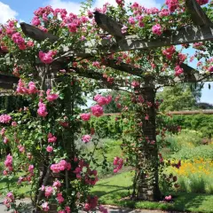 Pink roses climbing over a wooden pergola in a lush garden with a brick wall and flower beds.