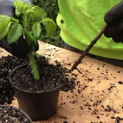 Mani guantate piantano una talea in un vaso. Impara come fare una talea per moltiplicare le tue piante.
