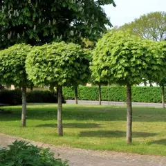 Tre alberi con chioma sferica e folta, uno più grande con fiori bianchi sullo sfondo. Diversi tipi di alberi in un parco curato.