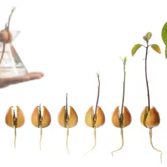 Fasi di piantare avocado da seme: germinazione, crescita radici e fusto, fino alla pianta in vaso.