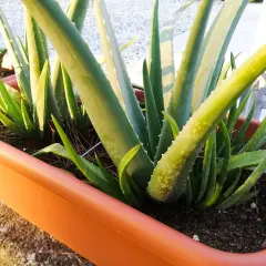 Piante di aloe vera in un vaso arancione, pronte per la loro aloe vera cura. Le foglie carnose e verdi sono piene di potenziale.