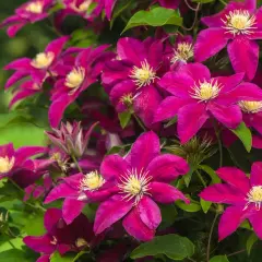 Clematis viola intenso, perfetti fiori da seminare adesso per un giardino colorato.