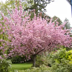 Un albero da fiore rosa acceso domina il giardino, con un elenco di alberi da fiore che sembrano danzare nel vento primaverile.