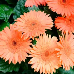 Un gruppo di gerbere arancioni brillanti, con i loro petali sottili e il centro dettagliato, spicca tra le foglie verdi scuro. Diversi tipi di fiori simili creano un vibrante arazzo naturale.