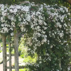 Gelsomino in fiore su un pergolato di legno. Il momento ideale per piantare gelsomino è la primavera, per godere della sua fragranza estiva.