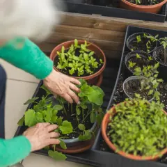 Mani anziane curano piantine verdi, pronte per essere trapiantate. Un'ottima idea su cosa piantare a maggio per un balcone rigoglioso.