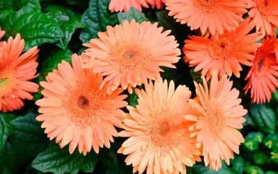 Un gruppo di gerbere arancioni brillanti, con i loro petali sottili e il centro dettagliato, spicca tra le foglie verdi scuro. Diversi tipi di fiori simili creano un vibrante arazzo naturale.