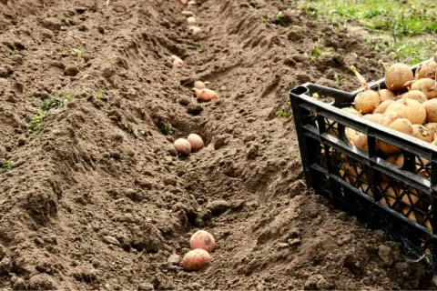 Filari di patate pronte per essere interrate. Una cassetta piena di patate attende il suo turno per iniziare il processo di come piantare le patate.