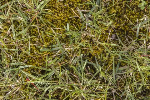 Erba con muschio verde e gocce di rugiada. Impara come togliere il muschio dal prato per un giardino rigoglioso.