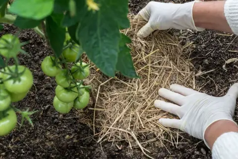 Mani guantate aggiungono paglia attorno a una pianta di pomodoro. La pacciamatura con paglia pro e contro: mantiene l'umidità e controlla le erbacce.