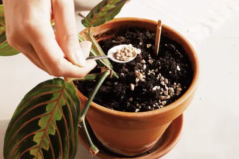 Mano aggiunge perlite al terriccio di una pianta, forse per prevenire i moscerini delle piante.