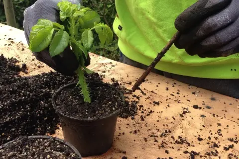 Mani guantate piantano una talea in un vaso. Impara come fare una talea per moltiplicare le tue piante.