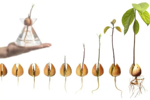 Fasi di piantare avocado da seme: germinazione, crescita radici e fusto, fino alla pianta in vaso.