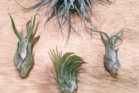 Tre piante aeree su legno. Impara la cura delle piante aeree per farle prosperare.
