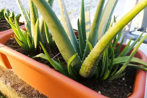 Piante di aloe vera in un vaso arancione, pronte per la loro aloe vera cura. Le foglie carnose e verdi sono piene di potenziale.