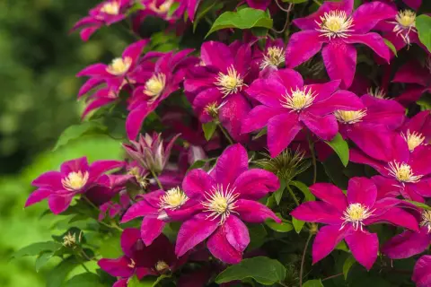 Clematis viola intenso, perfetti fiori da seminare adesso per un giardino colorato.