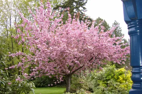 Un albero da fiore rosa acceso domina il giardino, con un elenco di alberi da fiore che sembrano danzare nel vento primaverile.