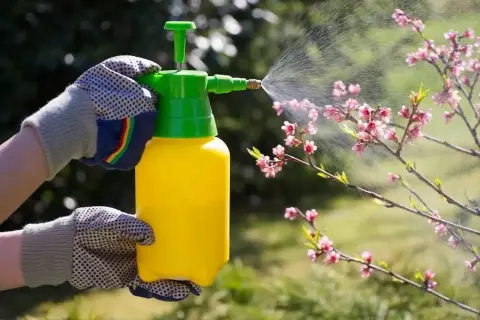 Mani guantate spruzzano un diserbante naturale fatto in casa, dimostrando che il diserbante aceto e sale funziona per prendersi cura del giardino.