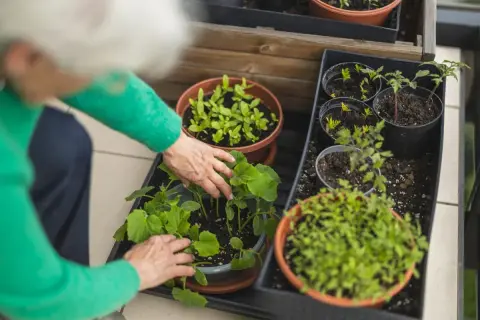 Mani anziane curano piantine verdi, pronte per essere trapiantate. Un'ottima idea su cosa piantare a maggio per un balcone rigoglioso.
