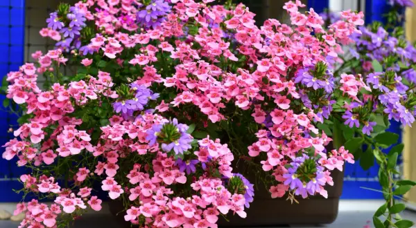 Fiori da balcone pieno sole a cascata, un tripudio di rosa e viola che scende rigoglioso, perfetto per rallegrare ogni angolo.