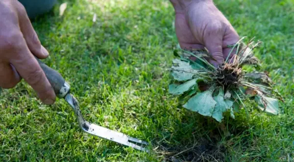 Mani che estraggono una grossa erba infestante con radici, usando un attrezzo da giardinaggio. Il segreto per come eliminare l'erba per sempre.