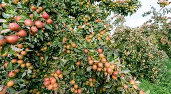 Alberi da frutto carichi di mele, alcuni rami mostrano segni di malattie del tronco degli alberi da frutto, con foglie ingiallite e frutti danneggiati.
