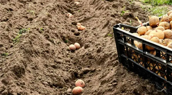Filari di patate pronte per essere interrate. Una cassetta piena di patate attende il suo turno per iniziare il processo di come piantare le patate.