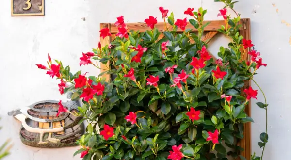 Splendide piante da balcone perenni ricadenti con fiori rossi vivaci su una parete bianca, accanto a un numero civico "3".