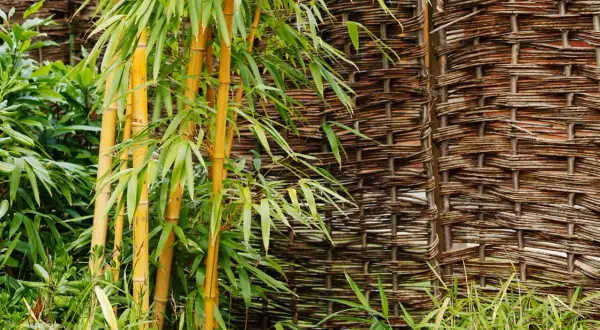 Fusti di bambù dorato e foglie verdi contrastano con una recinzione intrecciata. Un'idea per eliminare il bambù con il sale.