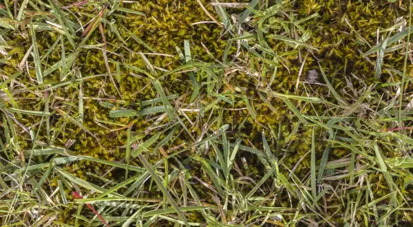 Erba con muschio verde e gocce di rugiada. Impara come togliere il muschio dal prato per un giardino rigoglioso.