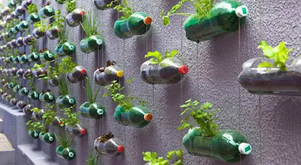 Un muro verde creato con il riciclo di bottiglie di plastica, che ospitano piccole piante e erbe aromatiche.