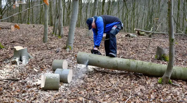 Uomo con motosega dimostra come tagliare un albero caduto nel bosco. Segatura vola mentre taglia un tronco.