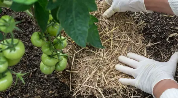 Mani guantate aggiungono paglia attorno a una pianta di pomodoro. La pacciamatura con paglia pro e contro: mantiene l'umidità e controlla le erbacce.