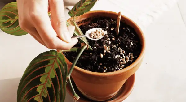 Mano aggiunge perlite al terriccio di una pianta, forse per prevenire i moscerini delle piante.