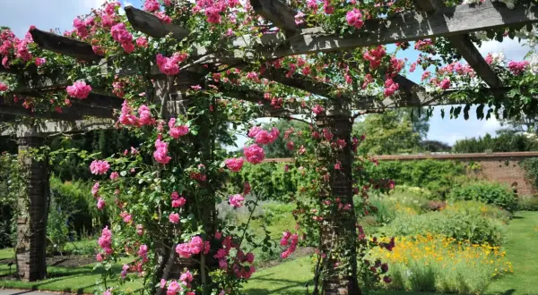 Pink roses climbing over a wooden pergola in a lush garden with a brick wall and flower beds.