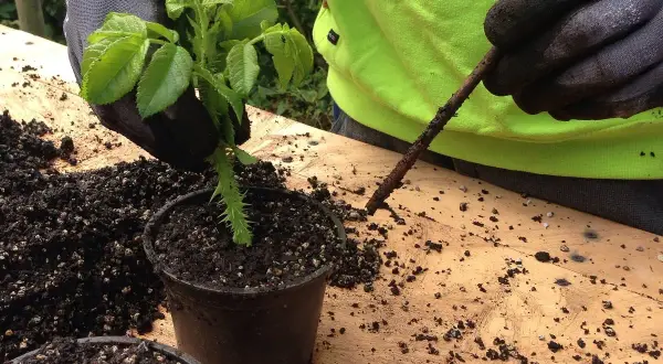 Mani guantate piantano una talea in un vaso. Impara come fare una talea per moltiplicare le tue piante.