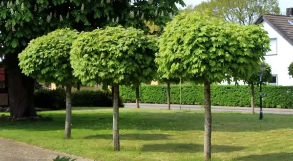 Tre alberi con chioma sferica e folta, uno più grande con fiori bianchi sullo sfondo. Diversi tipi di alberi in un parco curato.