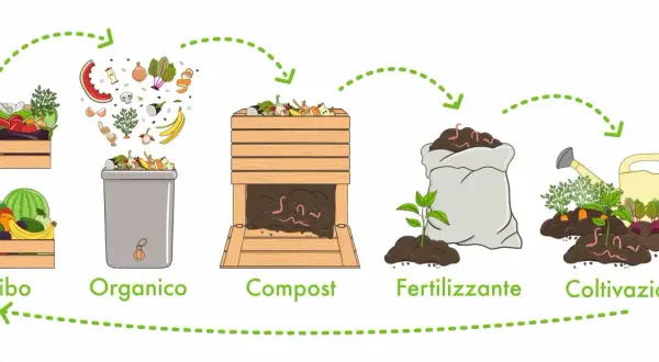 Il ciclo: cibo, organico, compost, fertilizzante, coltivazione. Trasformazione rifiuti organici in fertilizzanti per nutrire nuove piante.