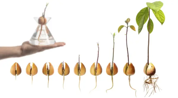 Fasi di piantare avocado da seme: germinazione, crescita radici e fusto, fino alla pianta in vaso.