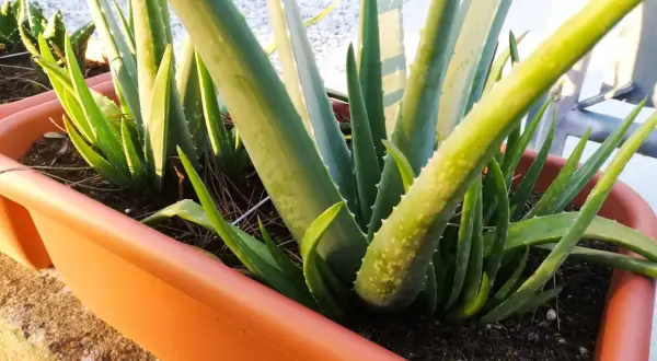 Piante di aloe vera in un vaso arancione, pronte per la loro aloe vera cura. Le foglie carnose e verdi sono piene di potenziale.